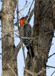 Red bellied Woodpecker